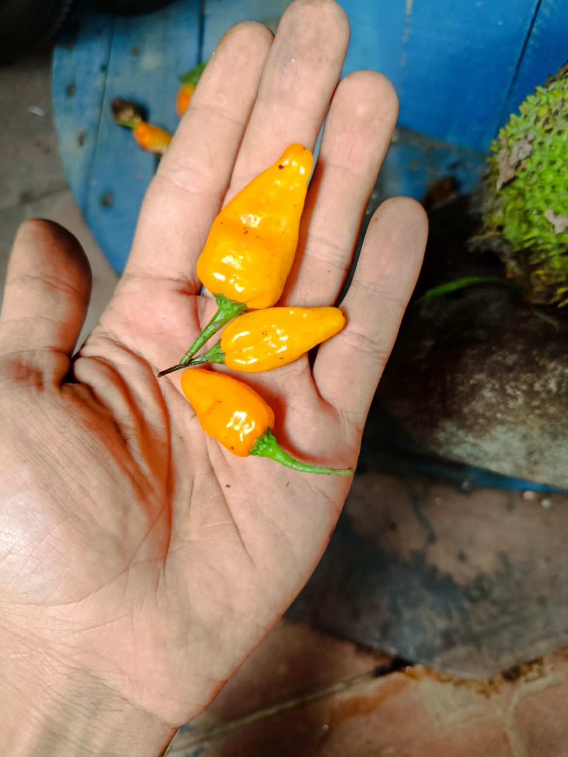 Venezuelan version of "habanerito"