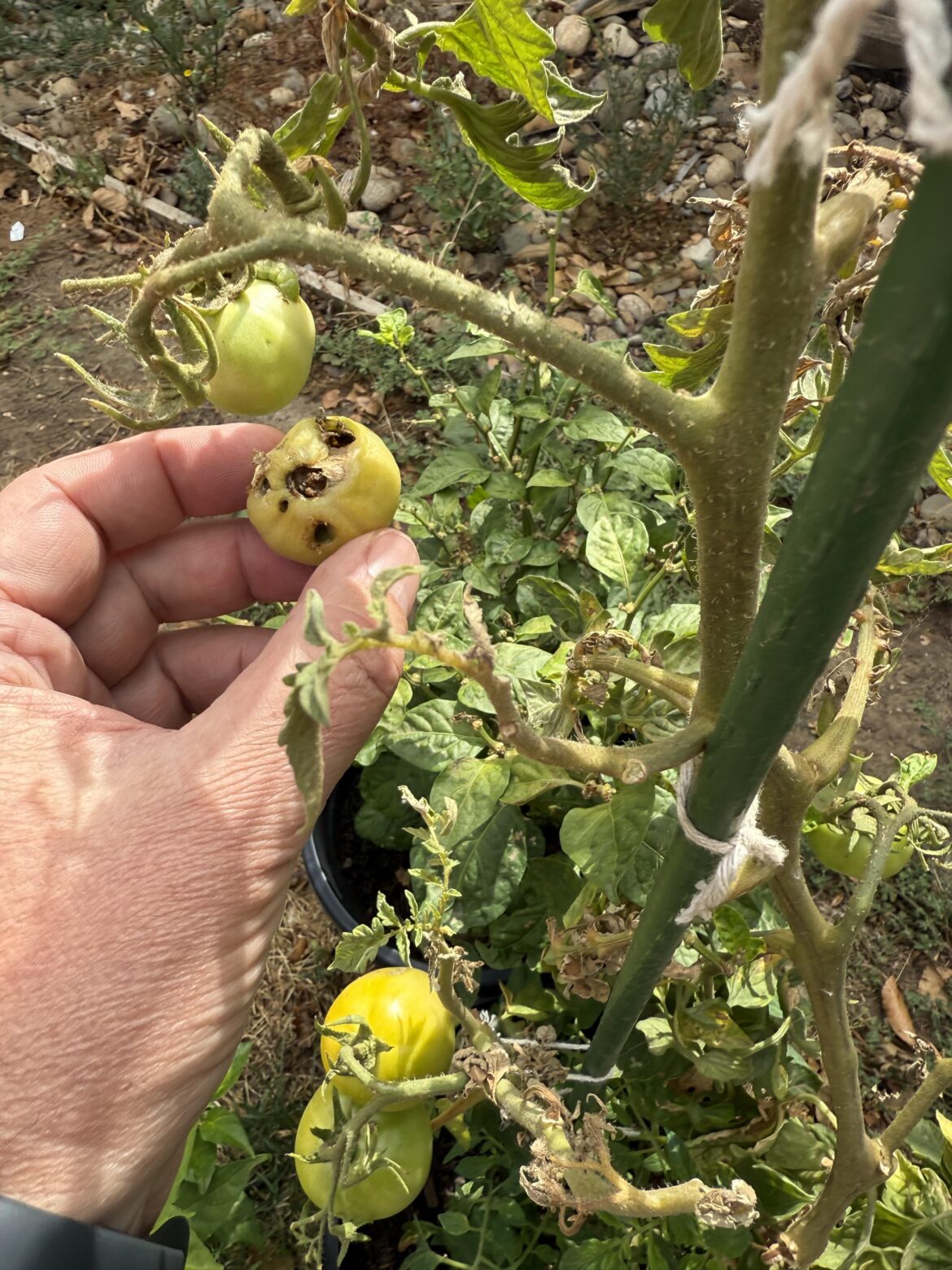 What is eating my tomato