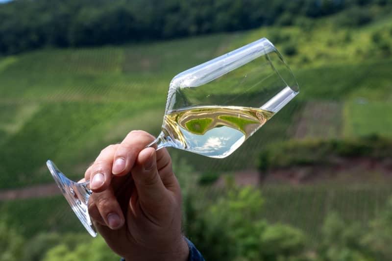 A winemaker examines a glass of Mosel Riesling at the Selbach wine shop in Zeltingen-Rachtig. German consumers bought less wine last year, with both sales volumes and revenues declining by around 7% compared with 2024, according to the German Wine Institute (DWI). Harald Tittel/dpa