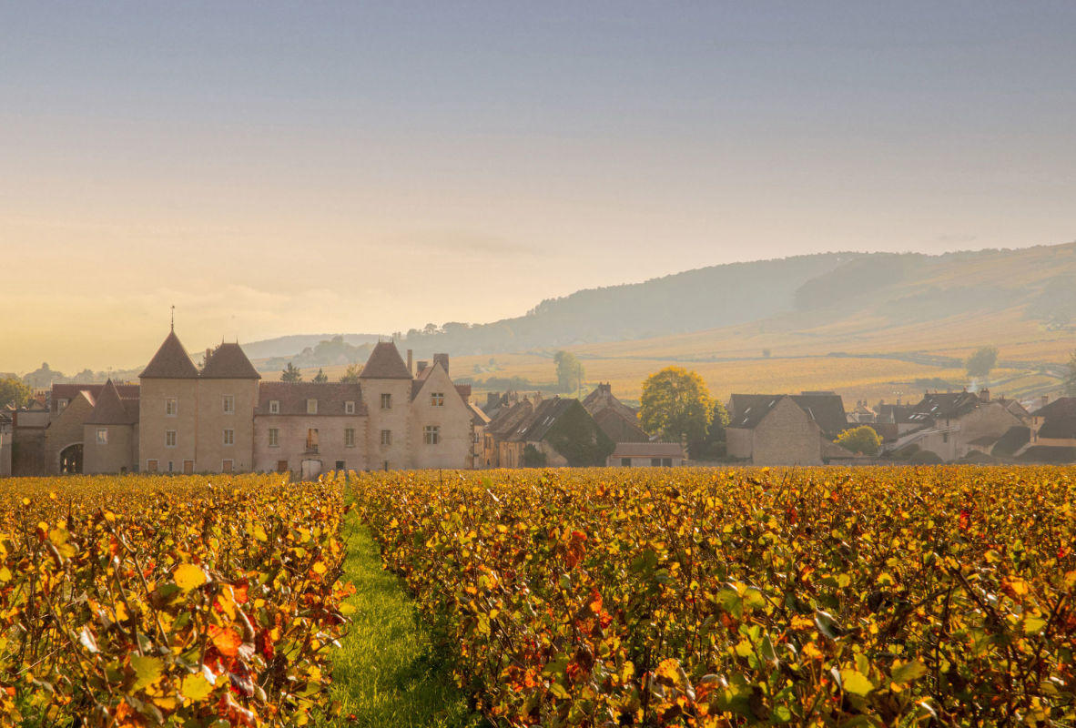 A breathtaking aerial view of a historic French chateau with two pointed towers&comma; surrounded by endless rows of vineyards in peak autumn color&period; The grapevines are a vibrant&comma; glowing gold and orange&comma; stretching toward the horizon under a soft&comma; hazy sky&period; Smaller stone outbuildings flank the main chateau&comma; and rolling hills are visible in the distance through the morning mist&period;