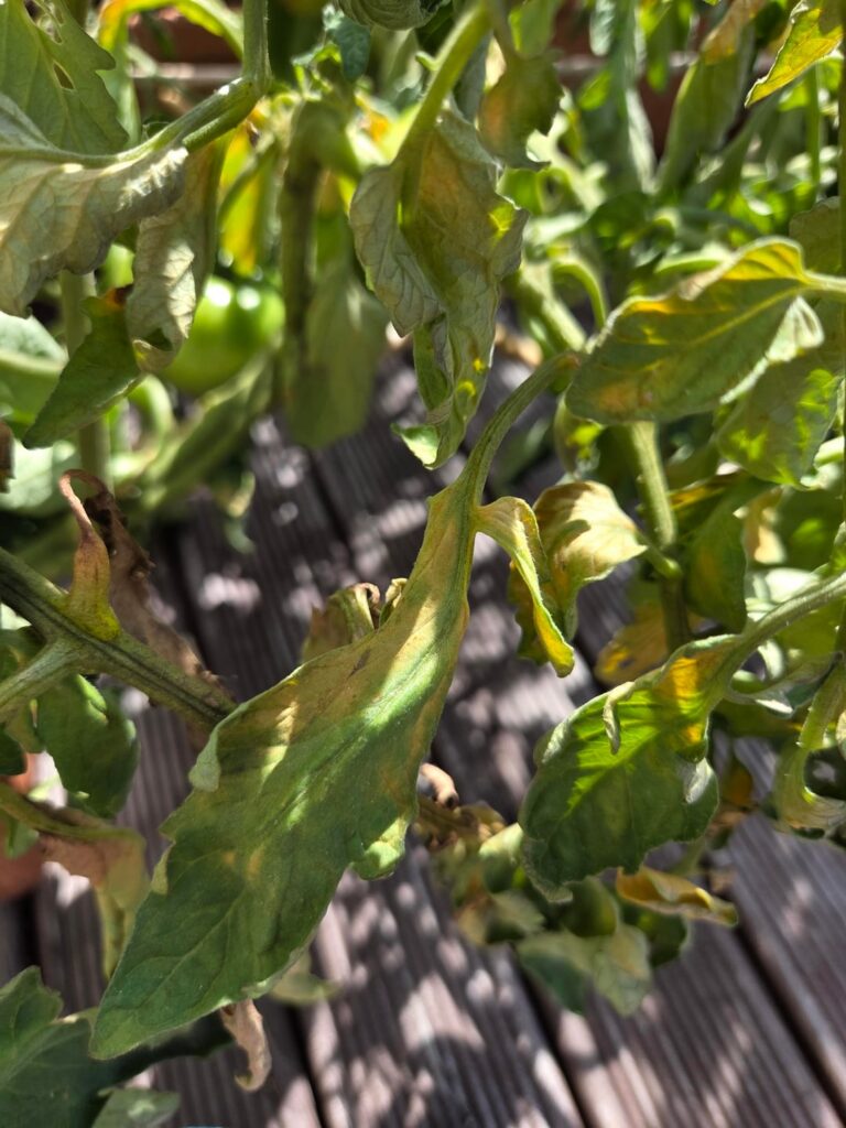 Potential overwatering? Potential overwatering?