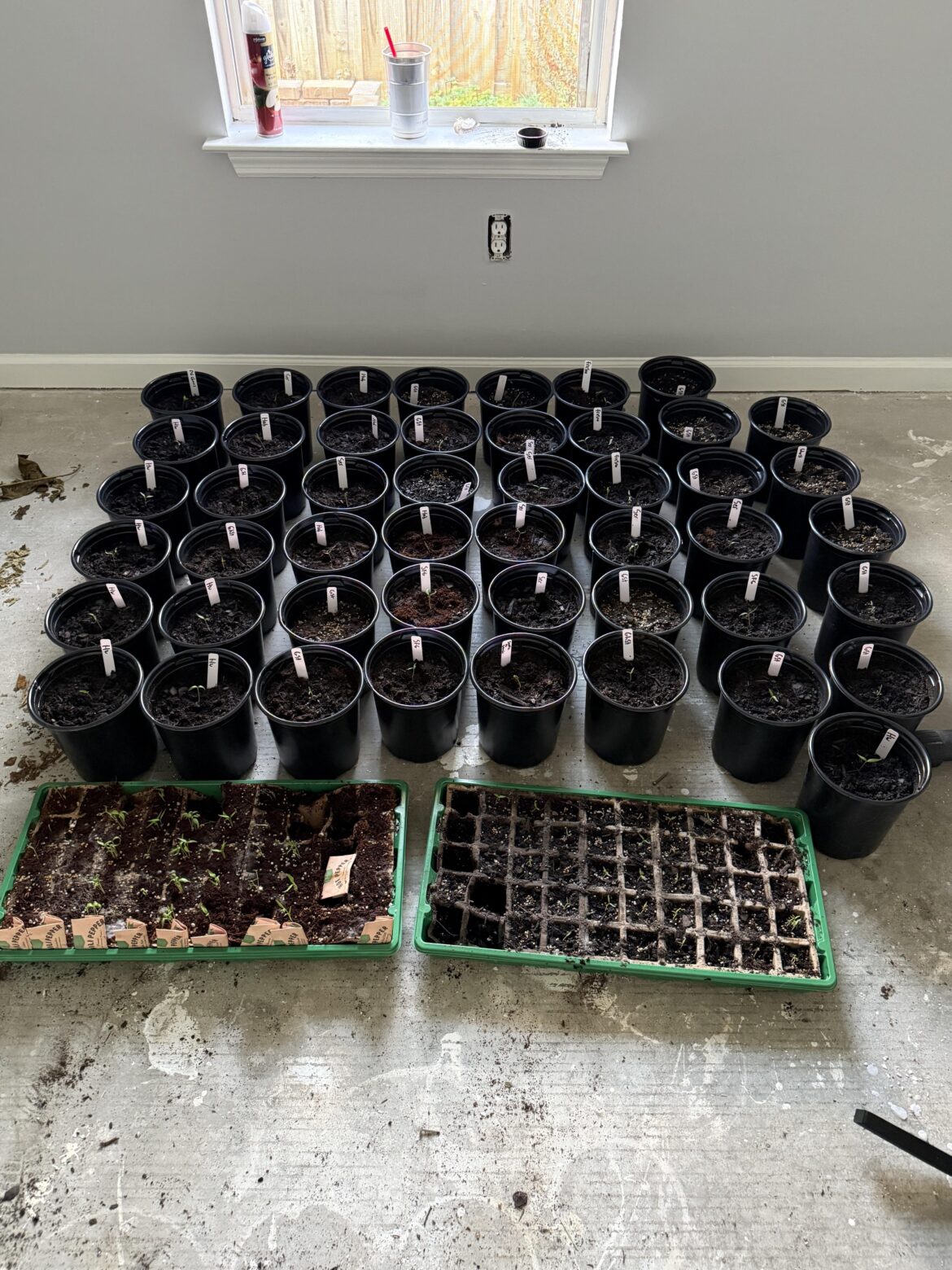 This year I will get more peppers. This maybe overkill for just me.