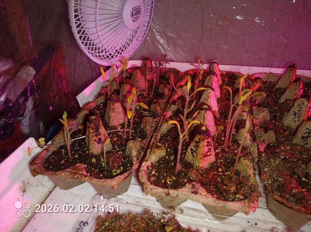 What am I doing wrong to my seedlings? What am I doing wrong to my seedlings?