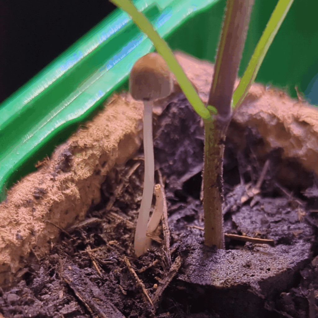 How to NOT grow mushrooms?