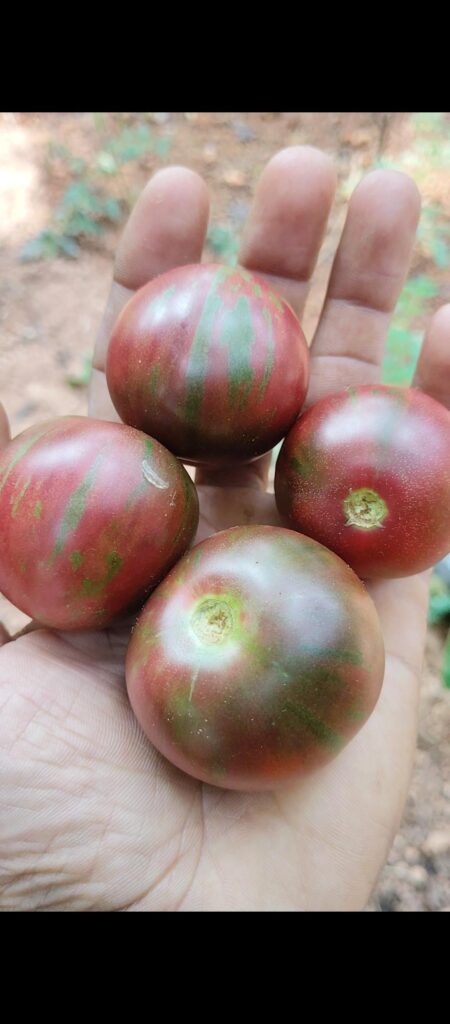 My first tomato harvest.