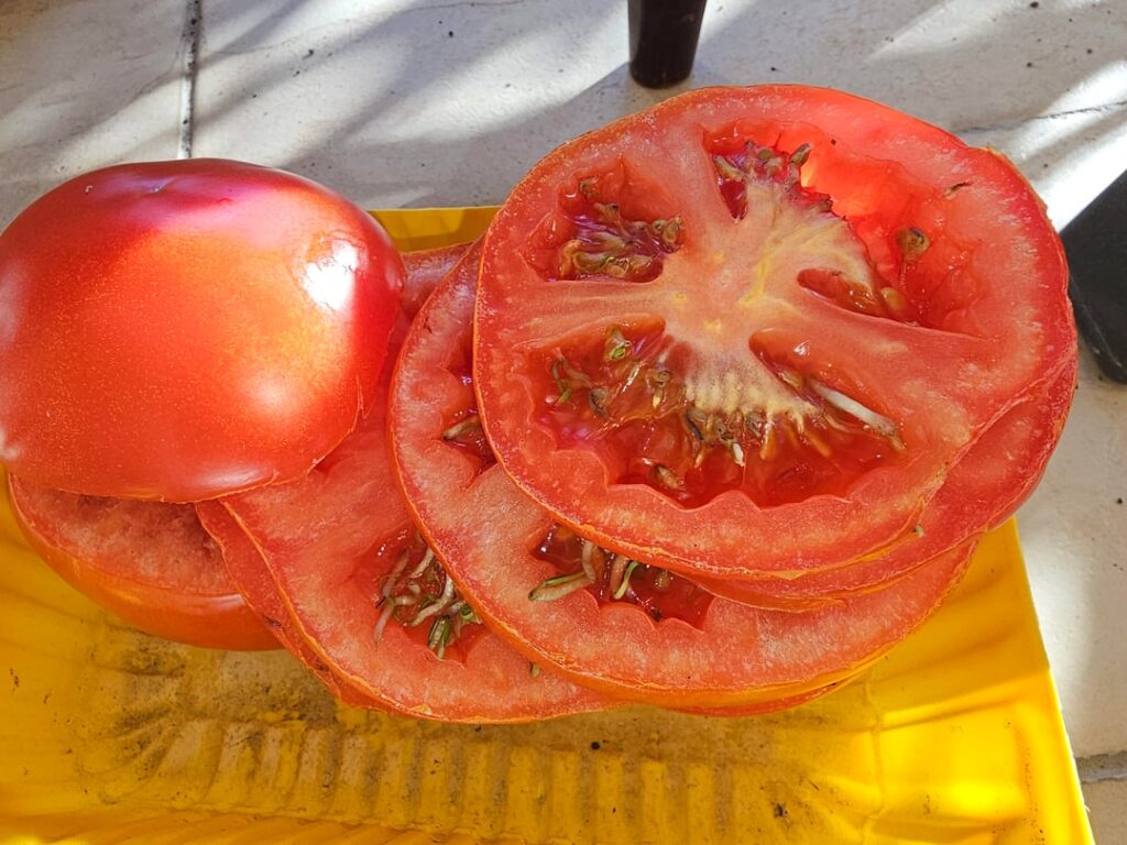 I just cut some tomatoes and it seems like their seeds have sprouted for some reason. Does this mean I can plant them? If yes how do I do it properly? Give me some tips about it. I live in Greece if it helps answer the questions I just cut some tomatoes and it seems like their seeds have sprouted for some reason. Does this mean I can plant them? If yes how do I do it properly? Give me some tips about it. I live in Greece if it helps answer the questions