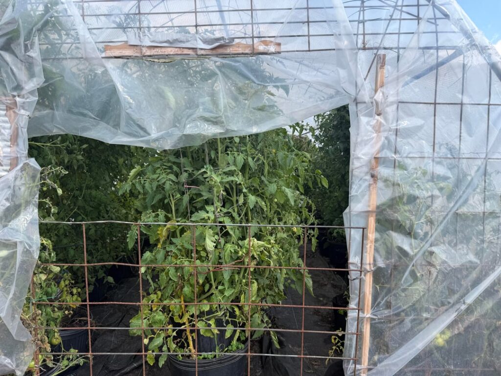 My lil tomato cage
