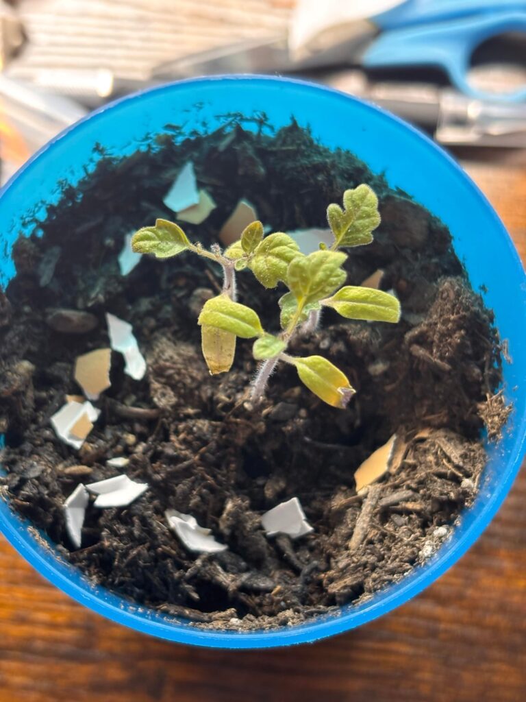 Help save my pet tomatoes