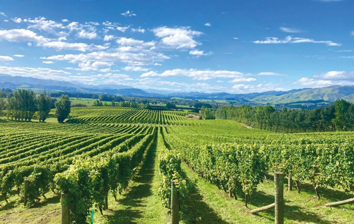 Ant Moore & Mt Beautiful on putting their UK hopes on Condor Wines