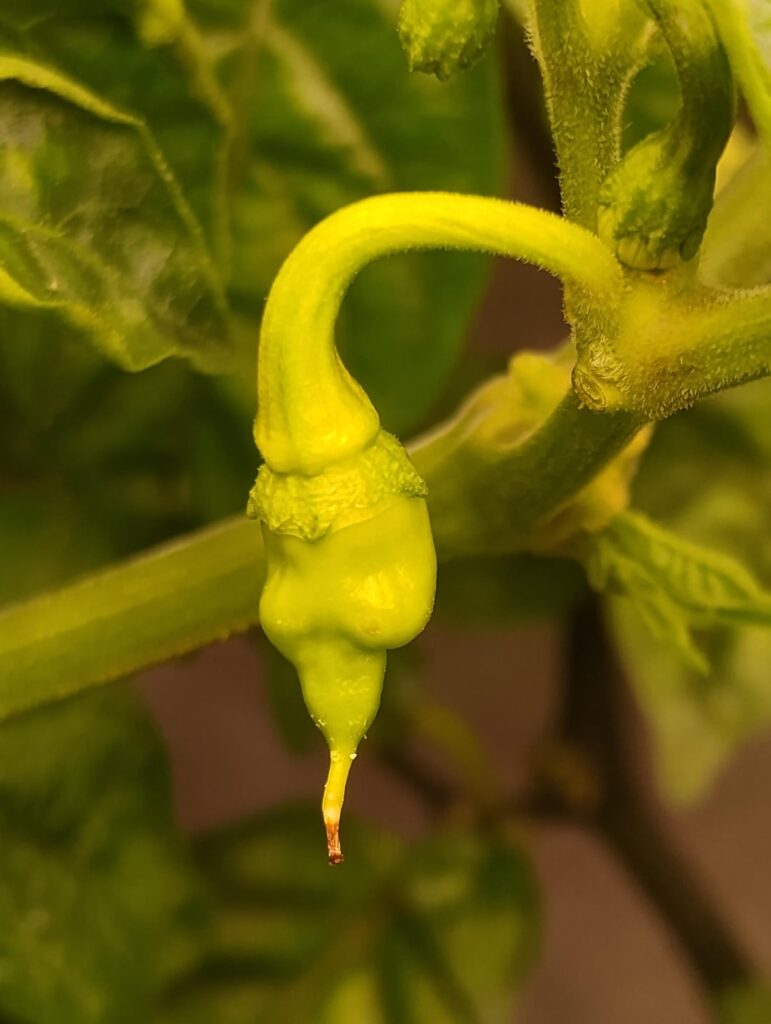 Friday Pepper Adventures