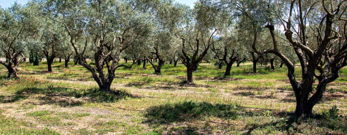 Olive Harvest in France Threatened by Drought