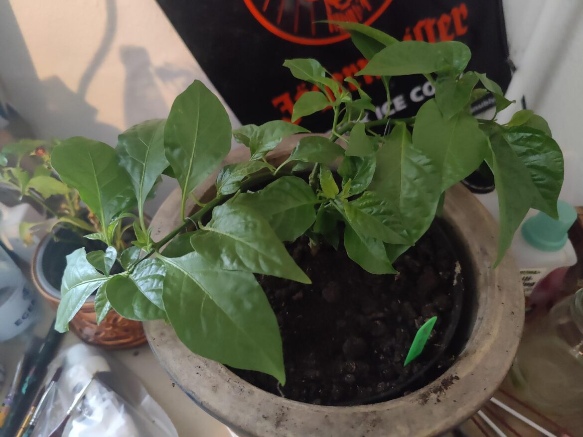 Training a CR. What's your experience?