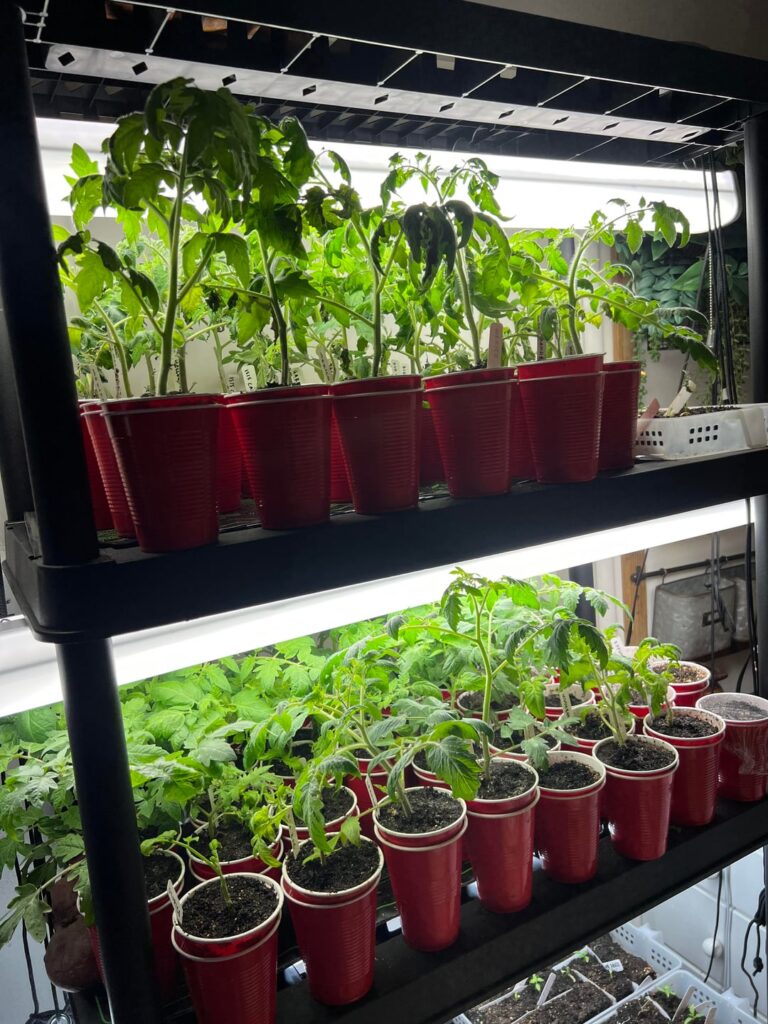 Should I pinch flowers or leave them?