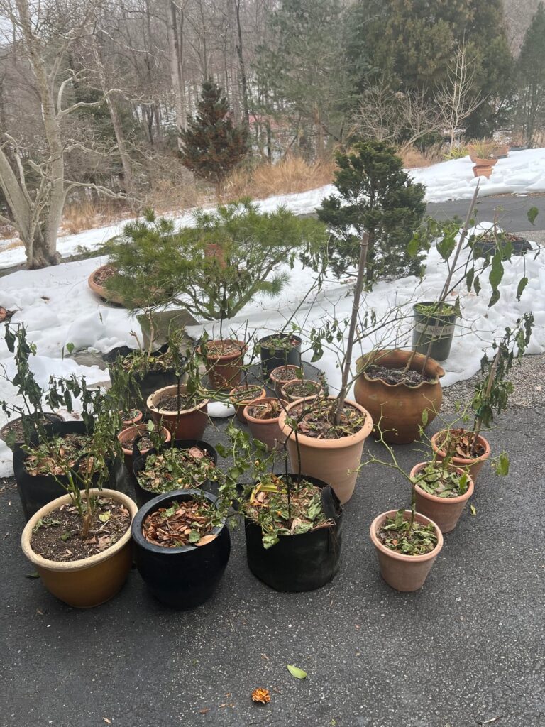 The Dormancy Files. Midwinter.