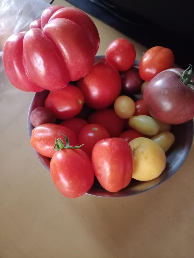 So happy about my first tomatoes So happy about my first tomatoes