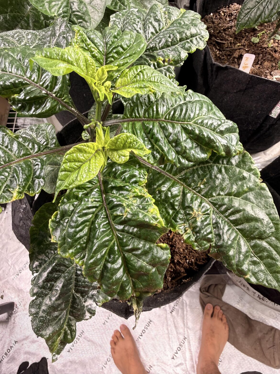 Does anyone know what is wrong with my plant?