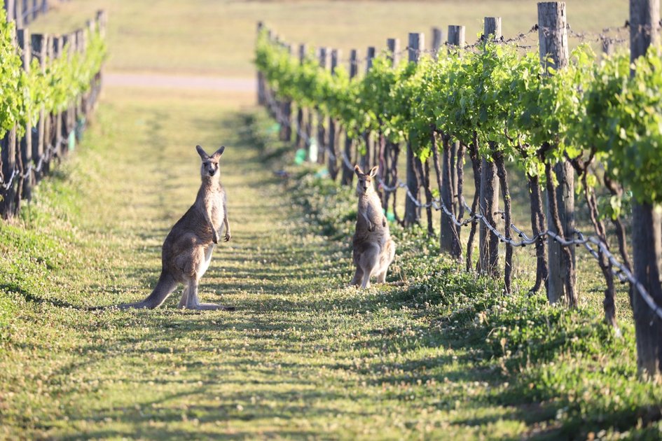 Wine Australia unveils first projects supported by $50m Australian Wine Future Fund Wine Australia unveils first projects supported by $50m Australian Wine Future Fund