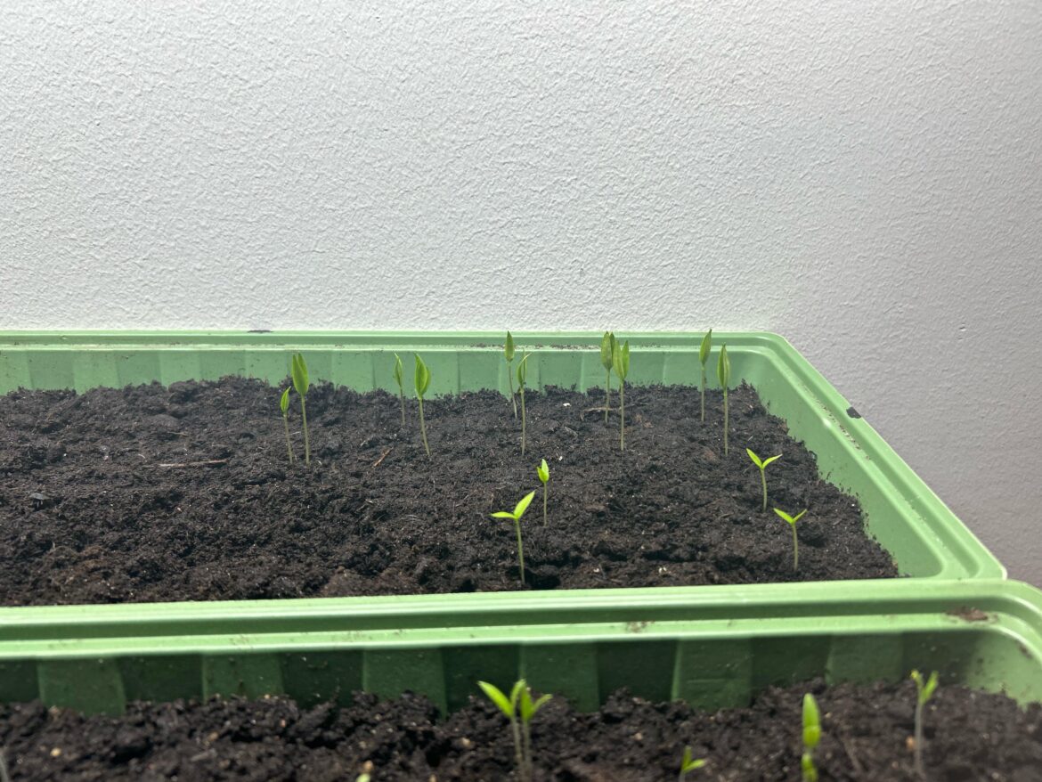 Why they leaves pointing straight up