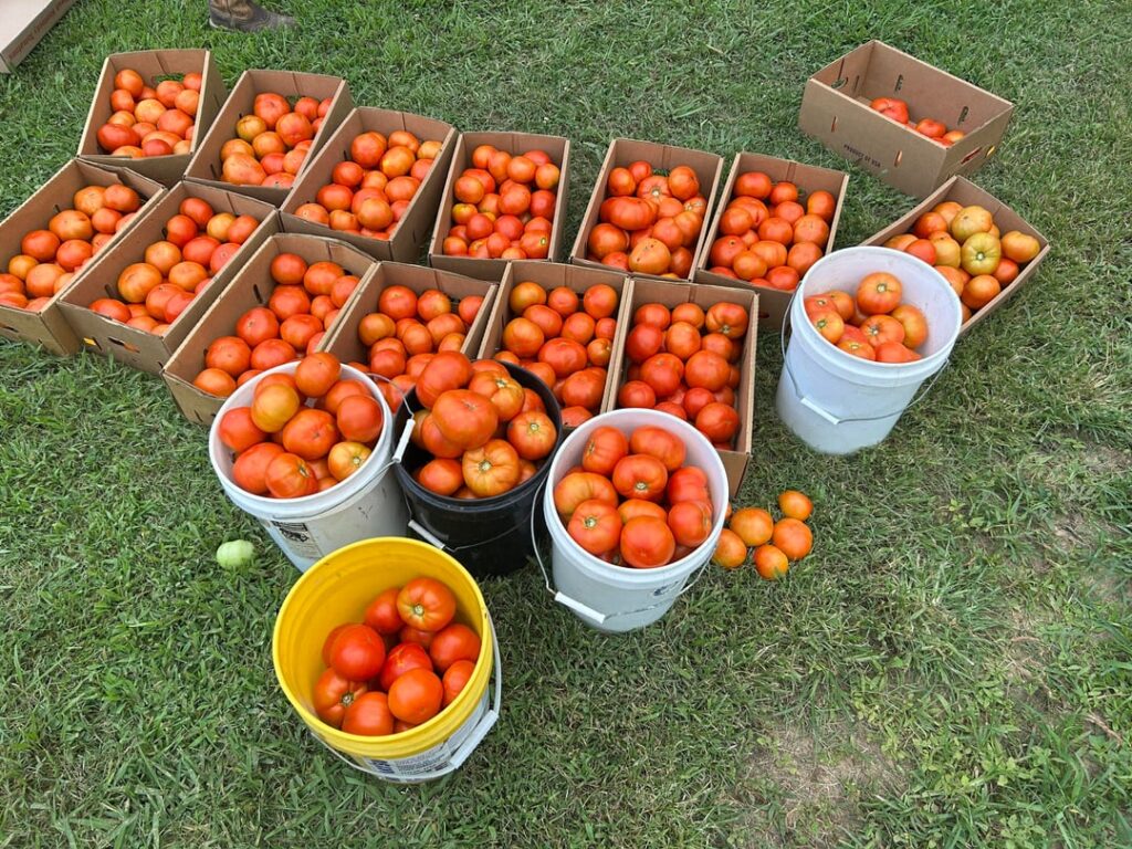 What are your plans this year? Variety, Amount, Methods, etc.