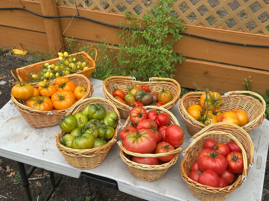 I Tried Charles Wilber's "World Record Tomatoes" Method So You Don't Have To (But Maybe You Should?)