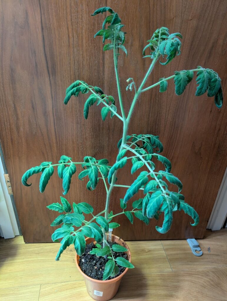 My own F1 hybrid tomato is flowering!