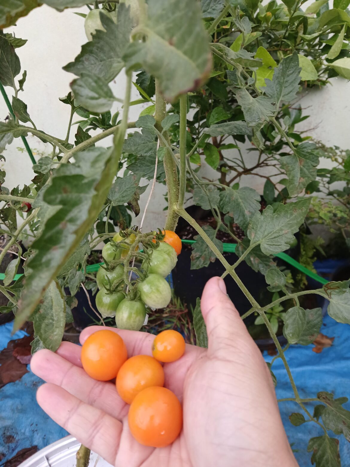 Citrine cherry tomatoes