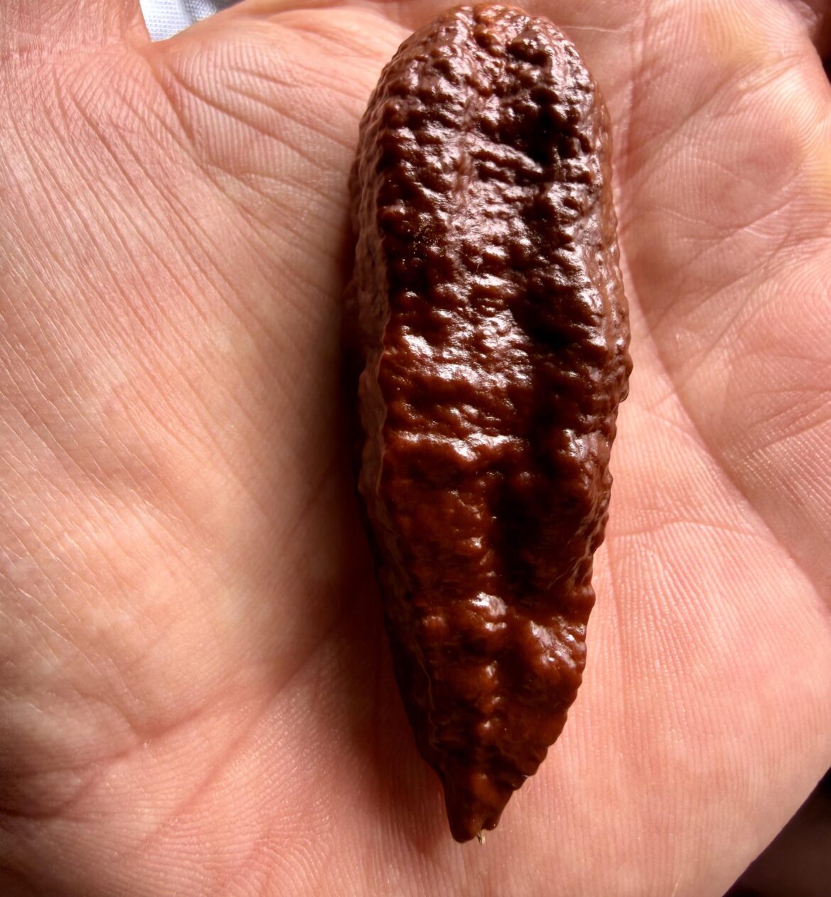 No, it’s not a cat turd