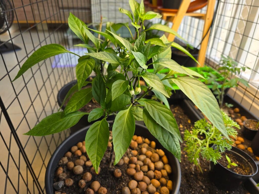 My Jalapeño won't produce, what should I do?