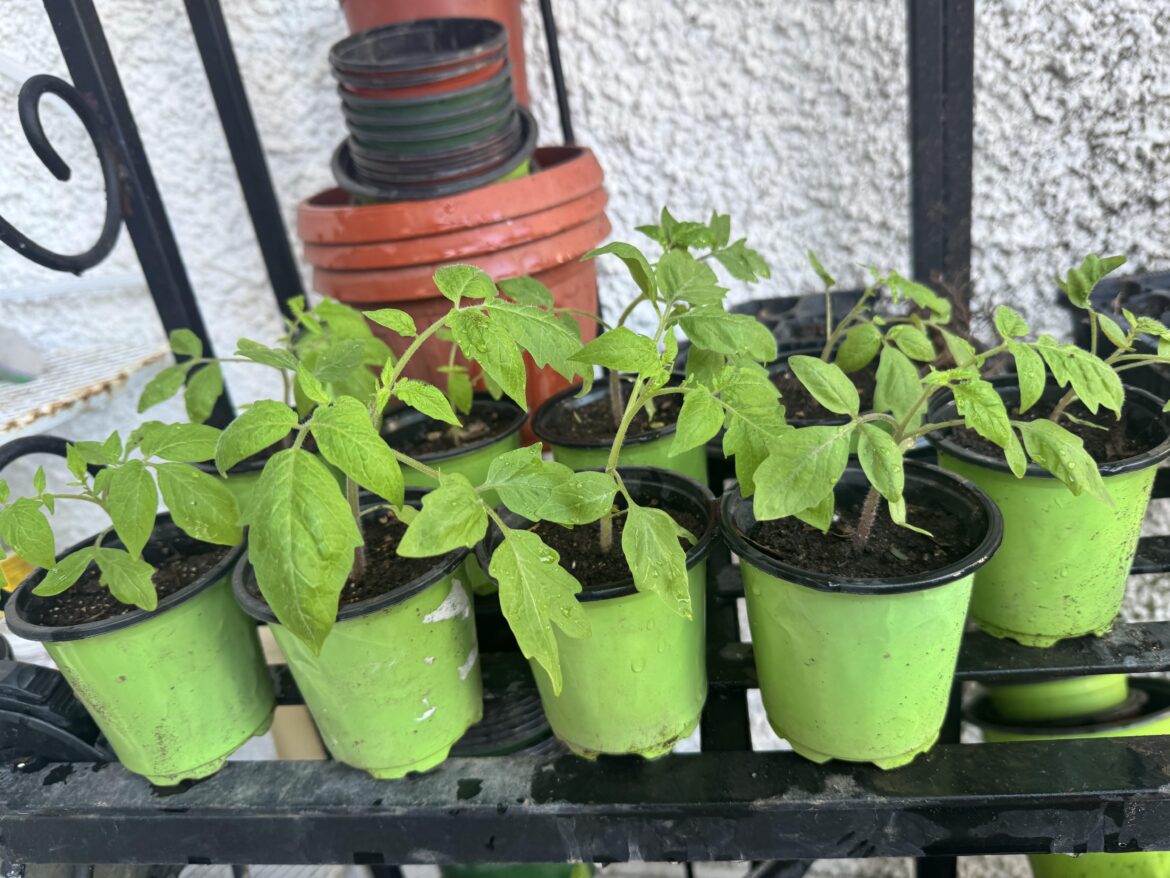 Tomato seedlings!