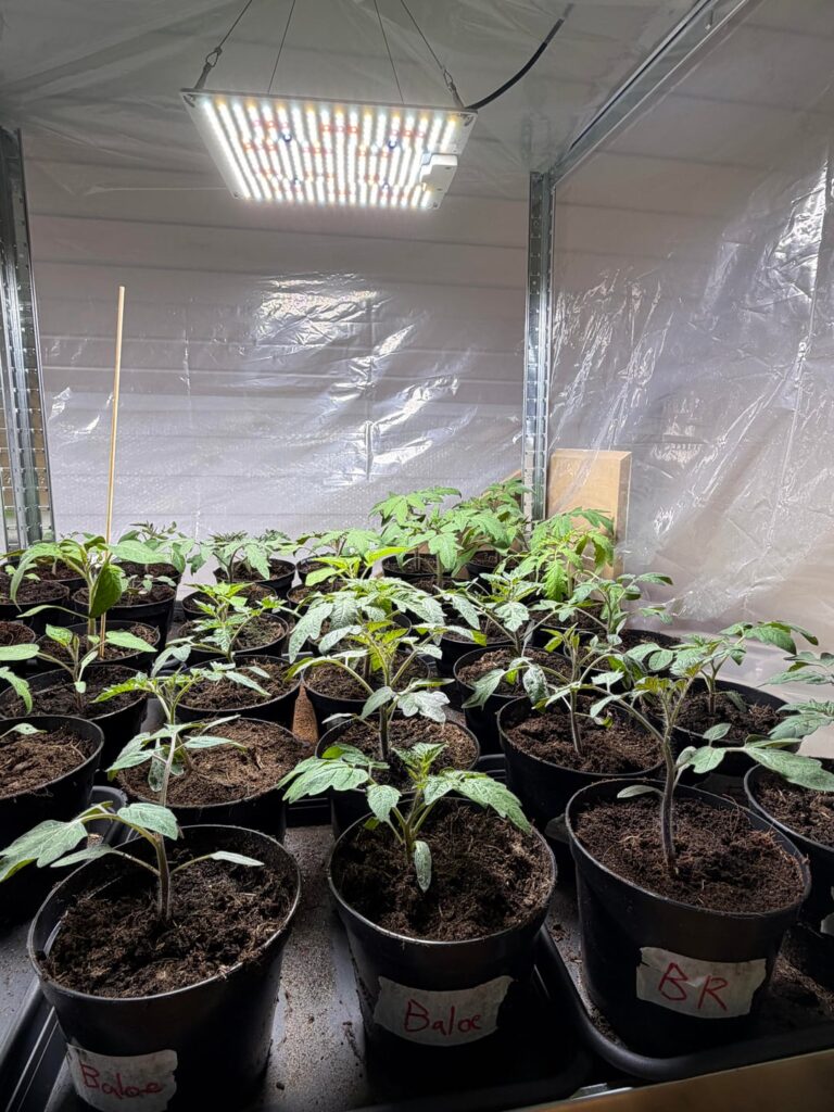 Propagation Check; 14 Tomato varieties this season! 🍅🌱💡