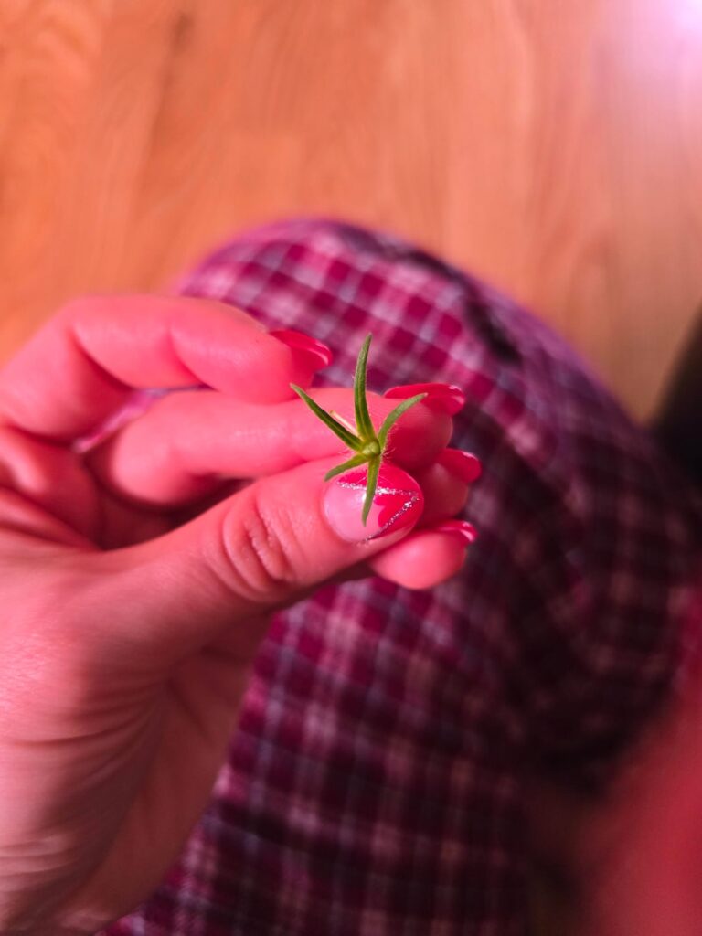 My plant keeps dropping tiny tomatoes 🍅🌸 zone 8 indoors