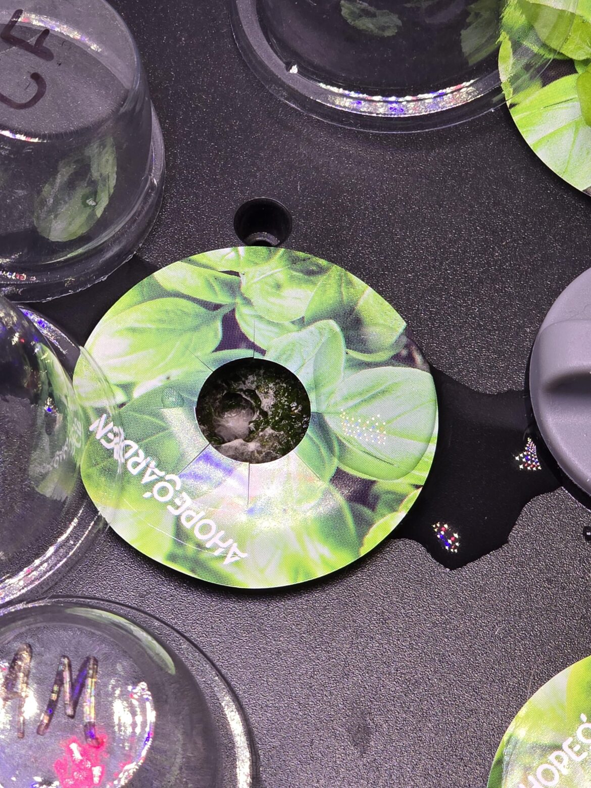 Aji fantasy Pepper Seedling