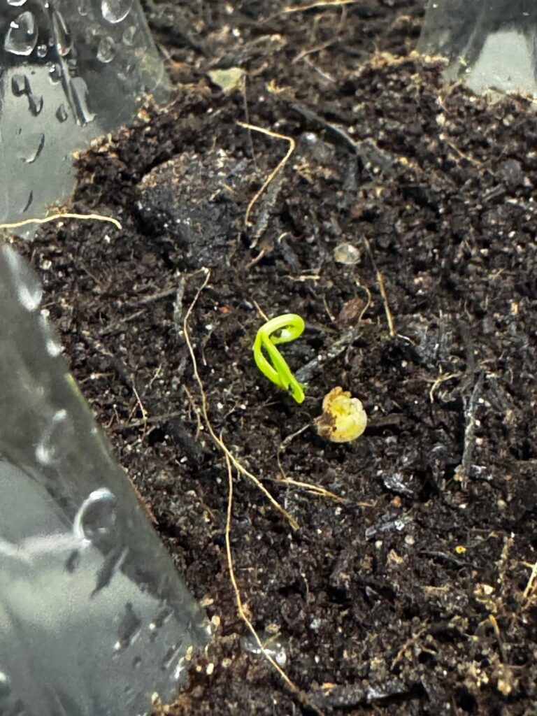 First time growing anything ever, any thoughts and advice?