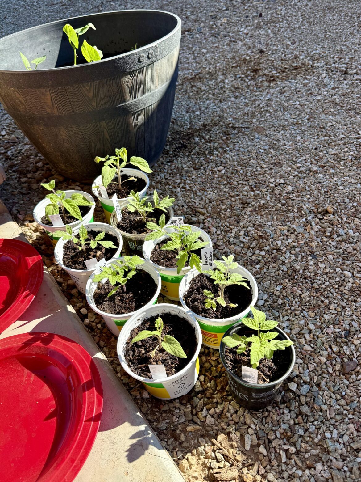 Ready for transplant?