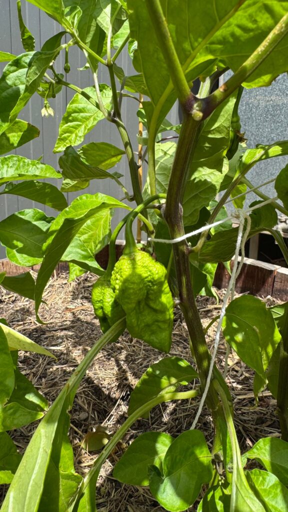 Sold to me as yellow 7pp, what do you all reckon?