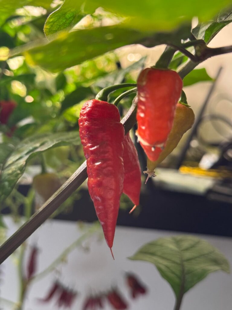 Fun pics of my plants and some weird stuff going on