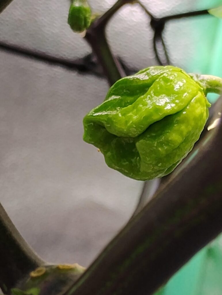 Pepper ID