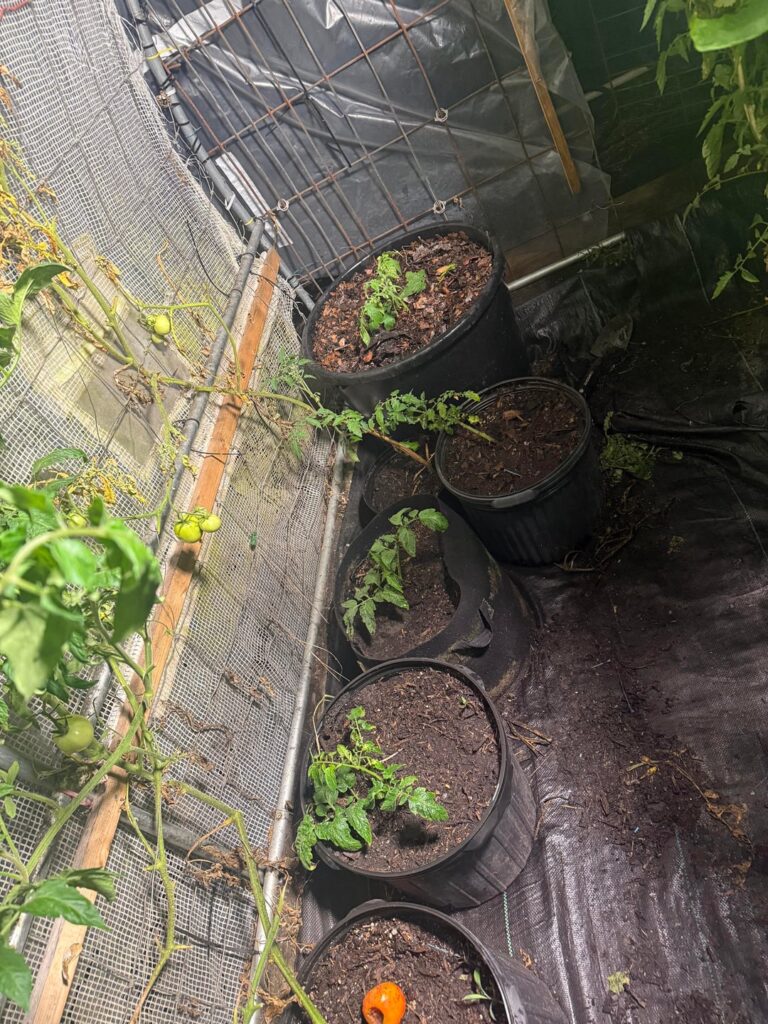 Late night Mater porn