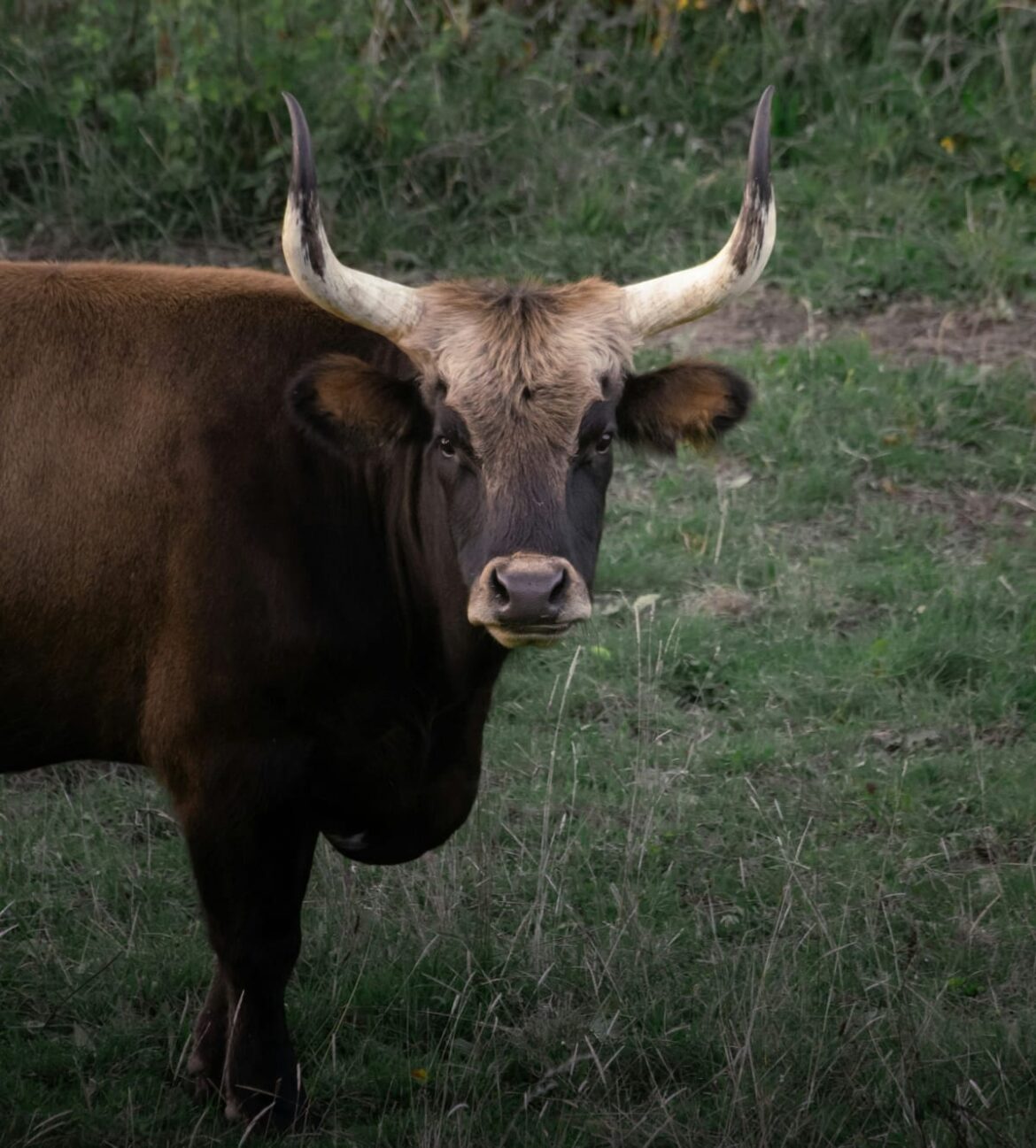 The Cultural Appropriation of Oxtail and the Like