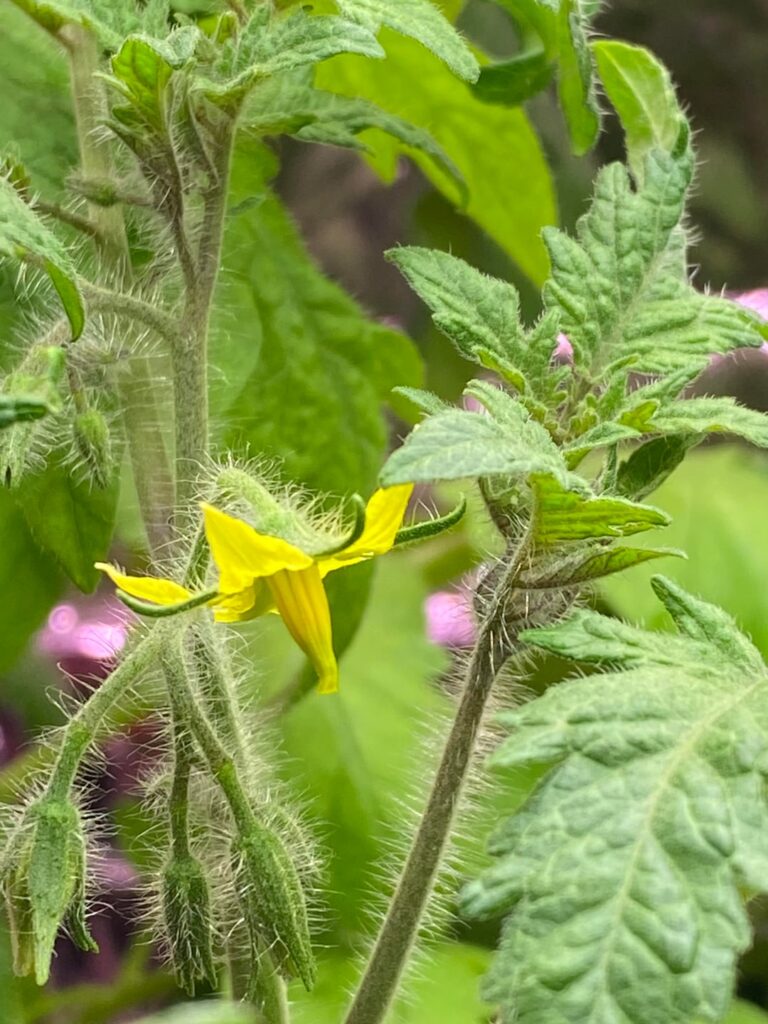 Well shoot. Still at least a week away from planting.