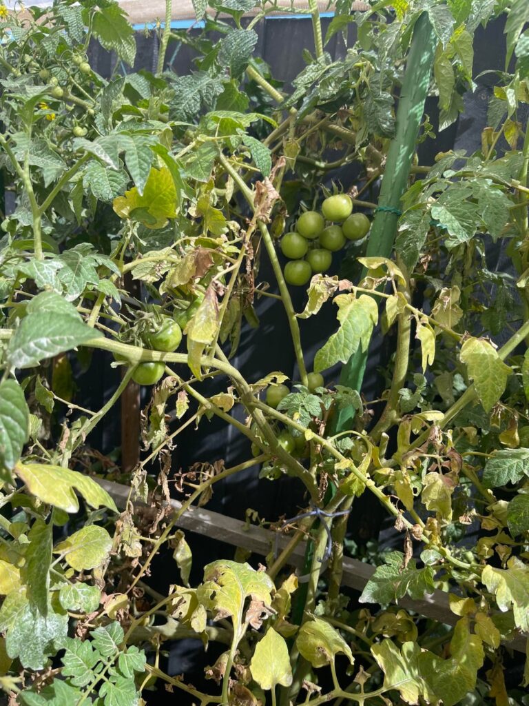 My tomatoe plants seem to be browning in colour and drying up on some spots of that plant. What could this be??