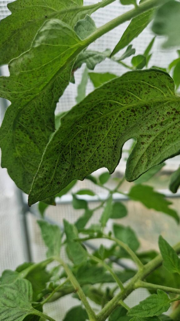 Dark spots on tomato leaves, fungal disease?