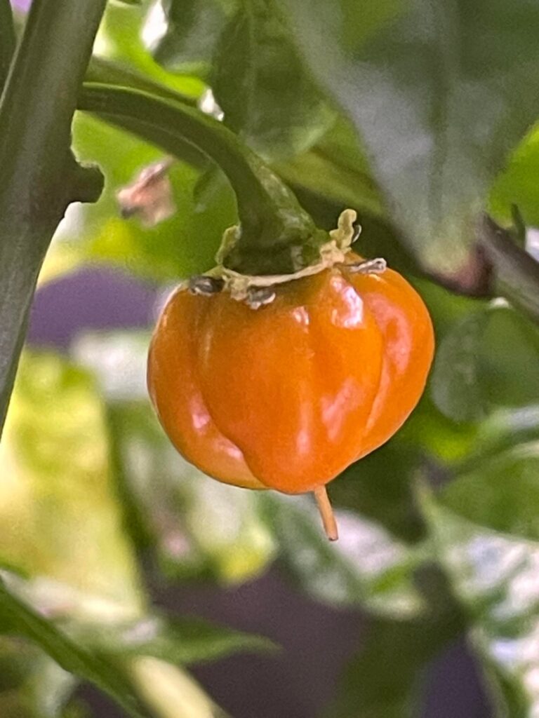 Orange reapers finally appearing after 152 days