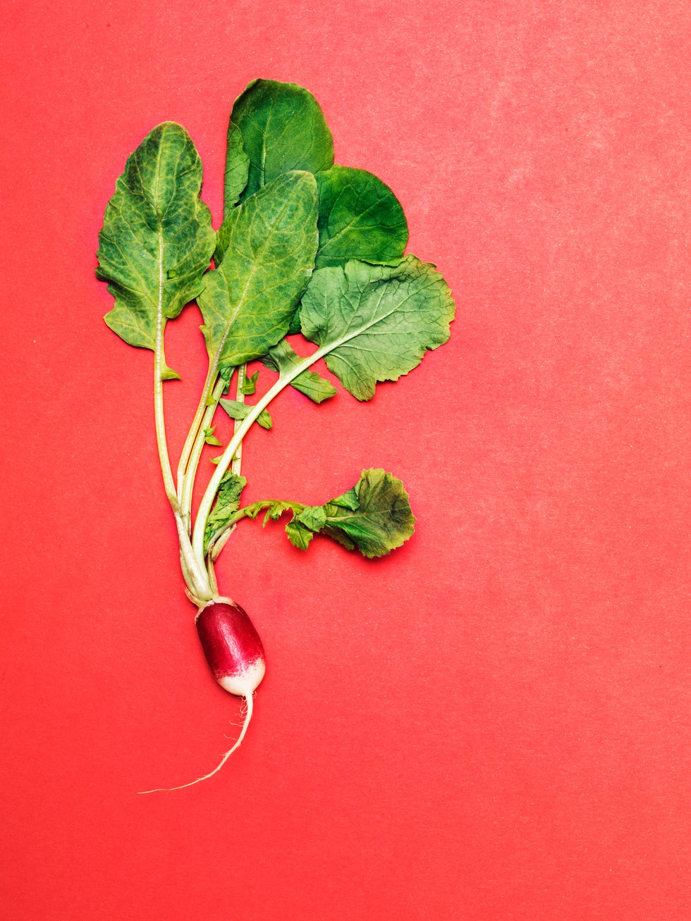 Radish with leaves