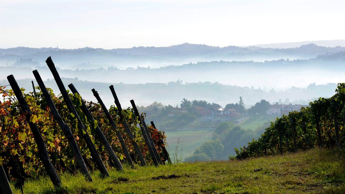 An Everyman’s Everywine for Everyday