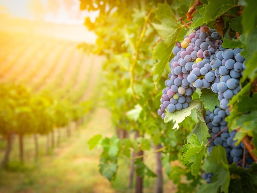 Why Layoffs Are Spreading In California Wine Country