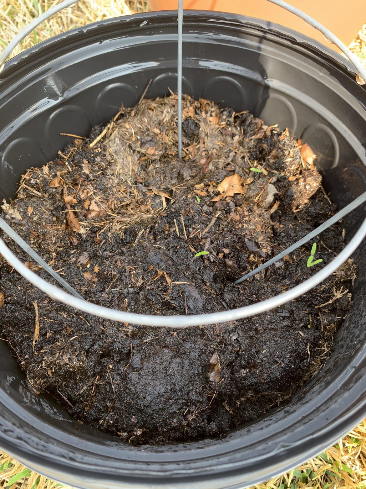 They sprouted! What next? They sprouted! What next?