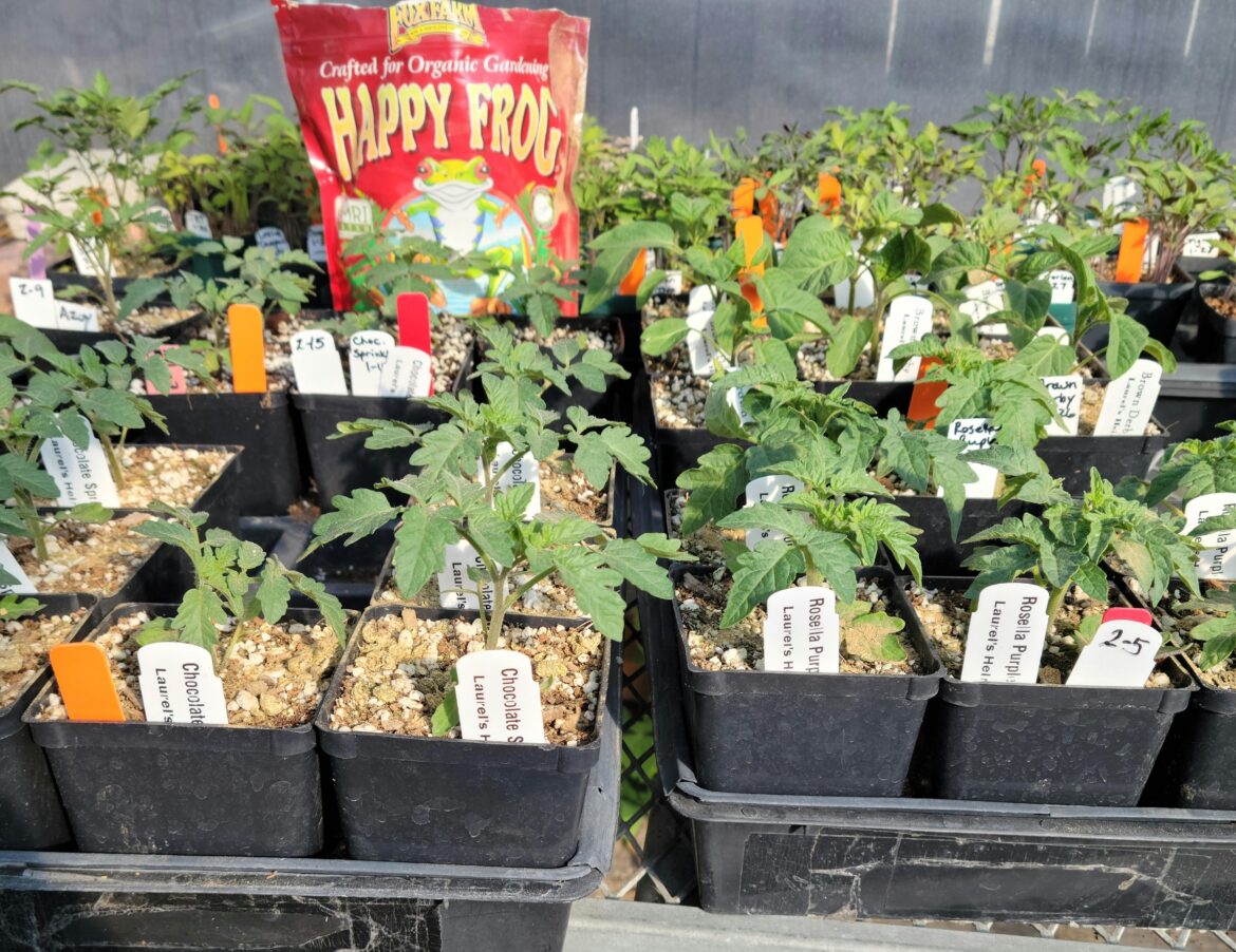 First feeding with granular fertilizer for Chocolate Sprinkles and friends!