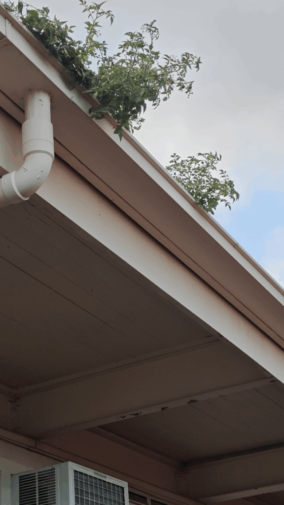 Rage bait for people struggling with tomato growing