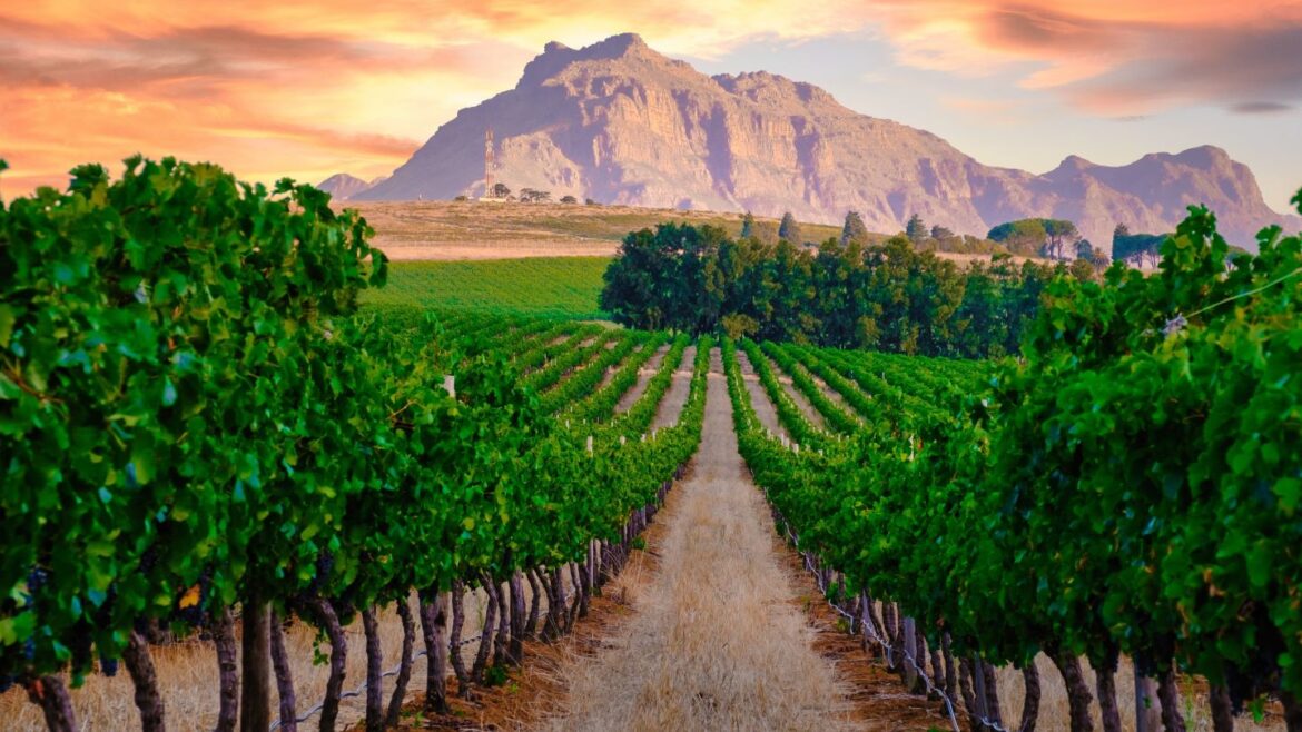 South Africa wine export sales decline in 2025